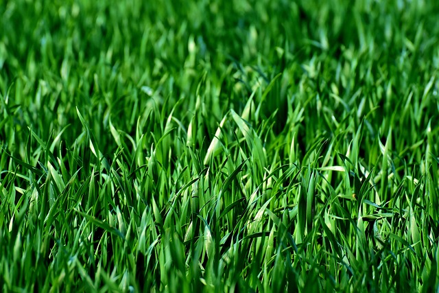 Maximizing Your Outdoor Space with Expert Artificial Turf Installation and Maintenance