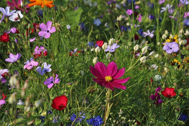 garden, wall garden