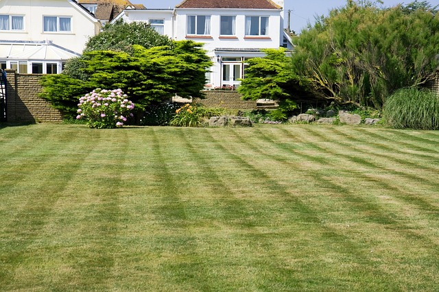 Elevating Yard Maintenance: A Joyful Guide to Lawn Care and Landscaping