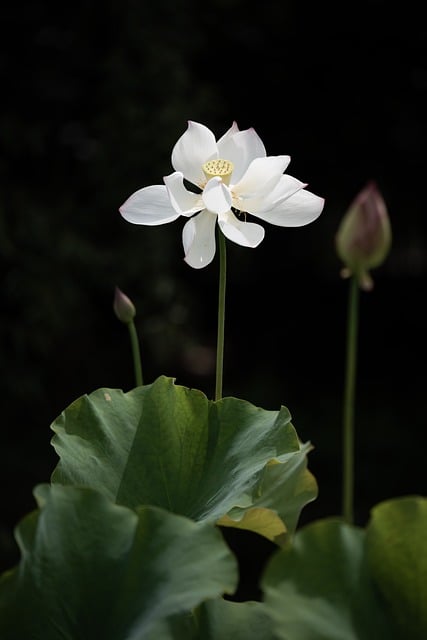 Outdoor Ponds & Waterfalls: Creating Serene Spaces for Natural Elegance and Easy Maintenance