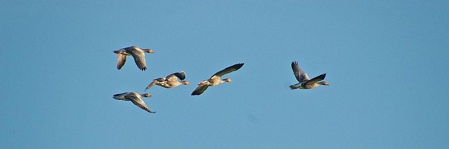 Professional Geese Removal: Comprehensive Strategies for Long-Term Control