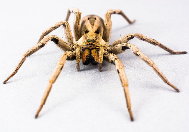 Revolutionizing Spider Control: Advanced Technologies & Eco-Friendly Solutions