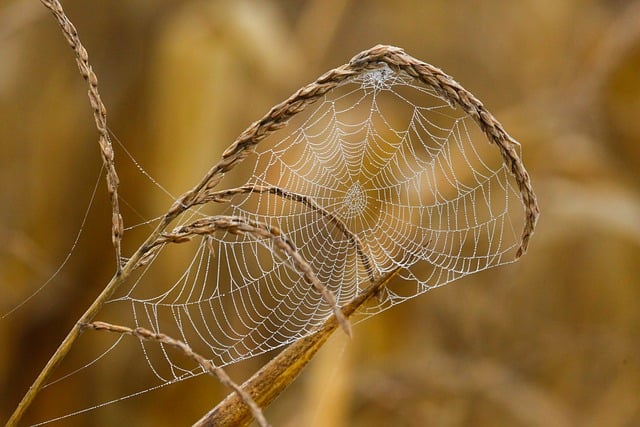 Eco-Conscious Spider Prevention: Tips & Professional Control Solutions