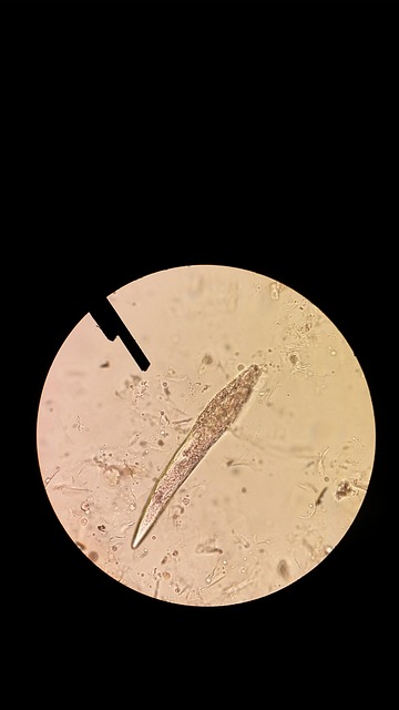 Unmasking Clover Mite Activity: Signs, Prevention & Professional Removal