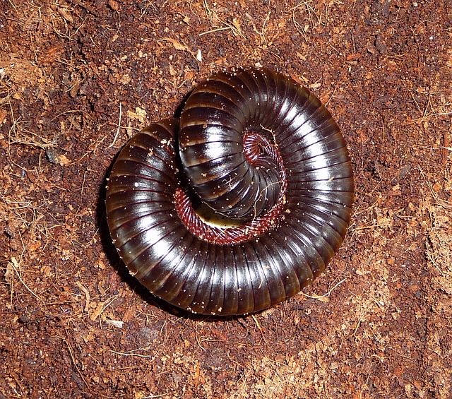 Affordable Millipede Control: Eco-Friendly Solutions for Effective Removal