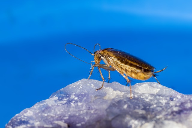 Discreet Cockroach Extermination: Professional Solutions for Commercial Spaces