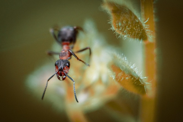 Expert Guide to Efficient Ant Control: From Traditional to Eco-Friendly Solutions