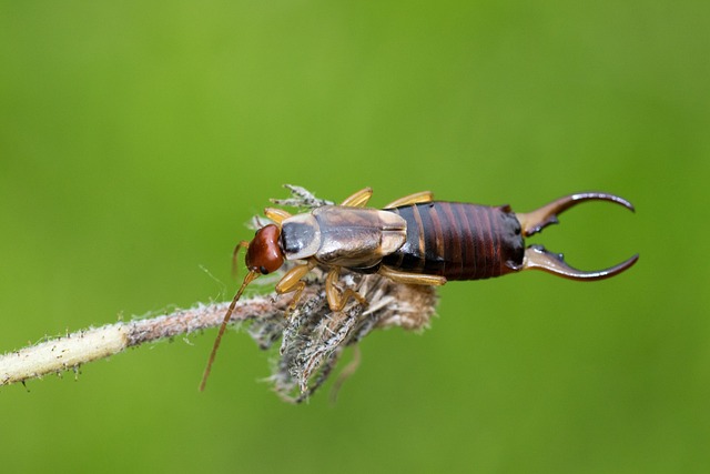 Expert Earwig Control: Sealing Entry Points for Effective Prevention