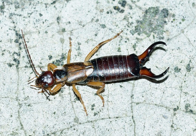 Protect Your Plants: Comprehensive Earwig Control for Homes & Businesses