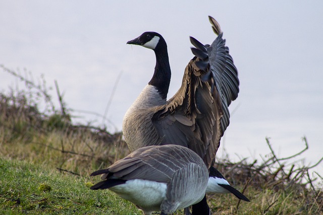 Humane Geese Management: Professional Solutions for Balanced Coexistence