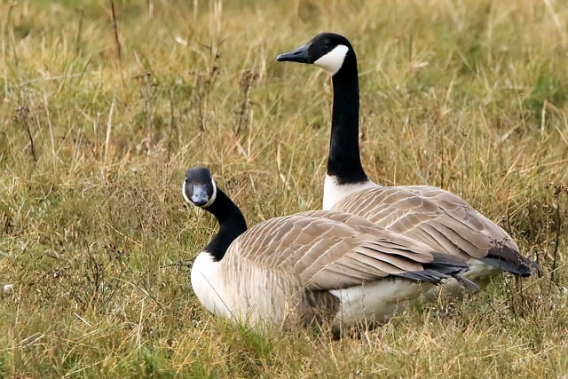 Unraveling Geese Control: Debunking Myths & Exploring Effective Solutions