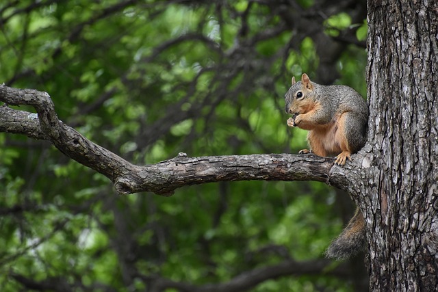 Eco-Friendly Rodent Control: Safe, Humane Solutions for All Settings