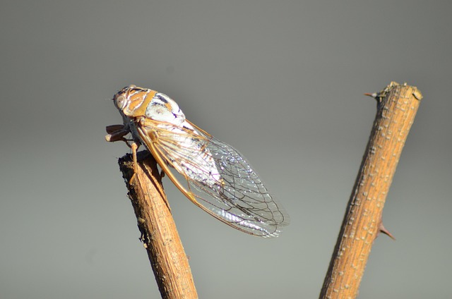 Eco-Conscious Silverfish Control: Humane Solutions for Infestations