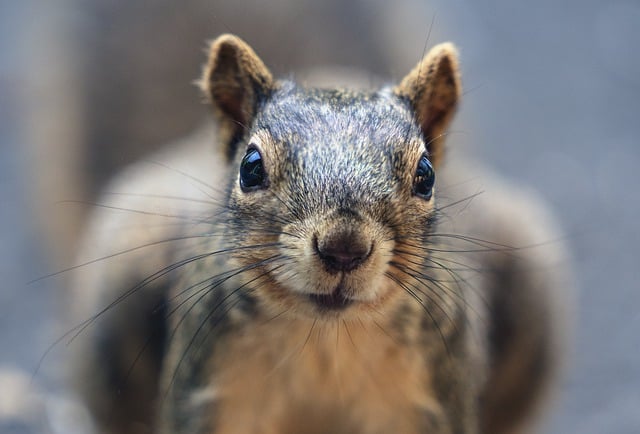 Expert Strategies for Preventing & Managing Squirrel Infestations in Homes