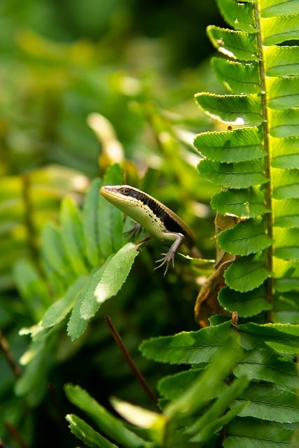 Customized Termite Monitoring: Long-Term Protection with Eco-Friendly Solutions