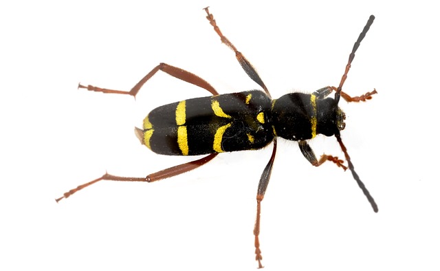 Year-Round Wasp Protection: Customized, Eco-Friendly Strategies for Every Space