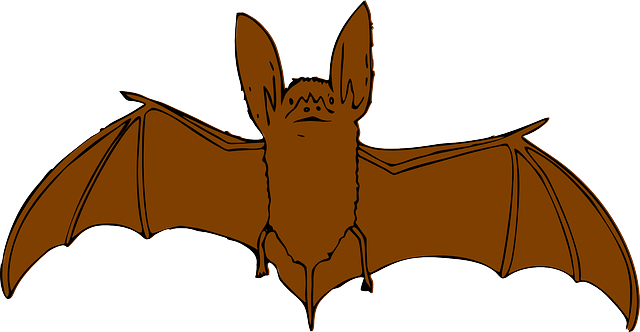 bat-640x480-39544668.png