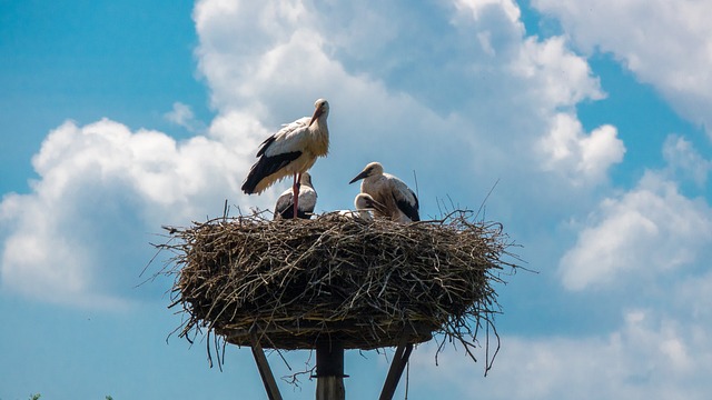Seasonal Bird Nest Management: Protecting Spaces with Eco-Friendly Expertise