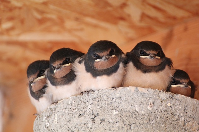Efficient Bird Nest Removal & Prevention: Eco-Friendly Solutions for Commercial & Residential Spaces