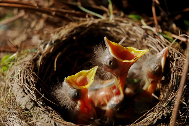 Expert Tips for Humane & Eco-Friendly Bird Nest Removal Services