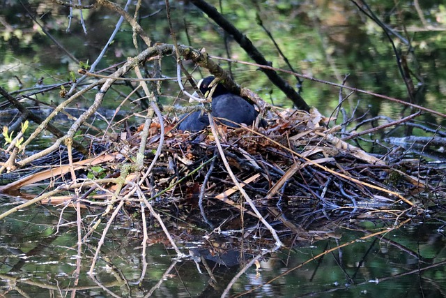 Discreet Bird Nest Removal: Professional, Humane Solutions for Peace of Mind