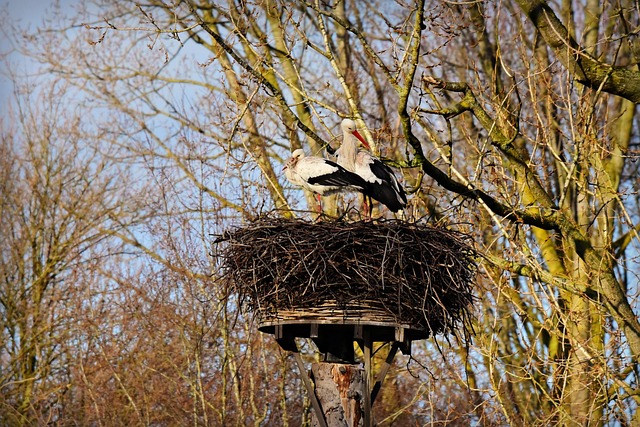 Swift & Humane: Top Eco-Friendly Bird Nest Removal Services for Residential & Commercial Spaces
