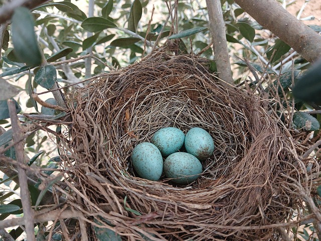 Expert Bird Nest Removal & Eco-Friendly Control for Homes and Businesses