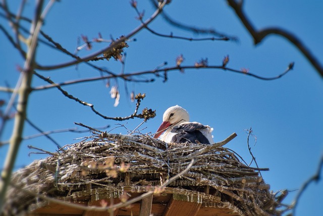 Expert Tips for Effective, Humane Bird Nest Removal & Prevention