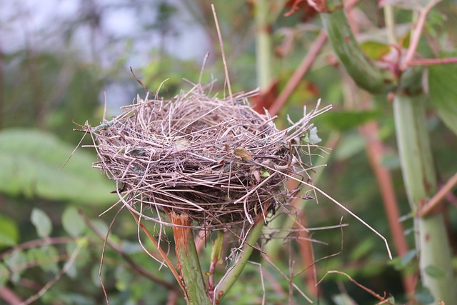 Expert Tips for Effective, Humane, and Eco-Friendly Bird Nest Removal