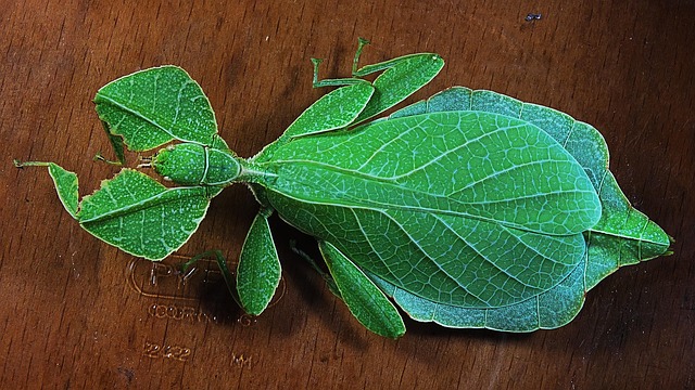 cockroach-640x480-12220613.jpeg