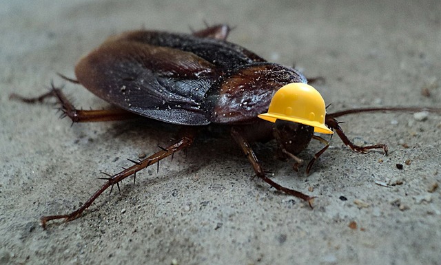 cockroach-640x480-33902885.jpeg
