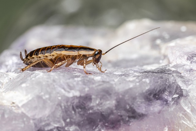 cockroach-640x480-36134740.jpeg
