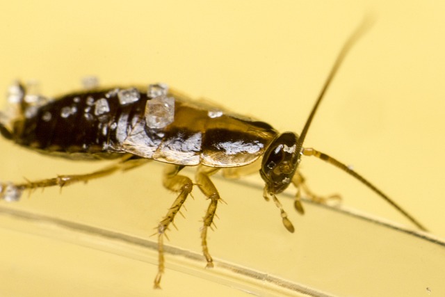 cockroach-640x480-36384353.jpeg