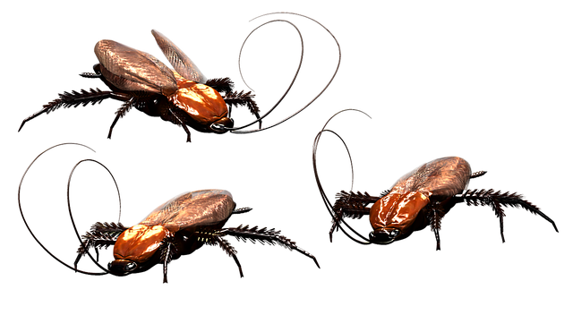cockroach-640x480-42051123.png