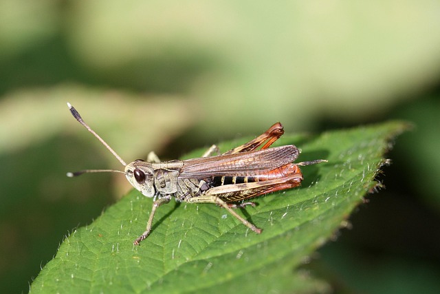 cricket-insect-640x480-20443120.jpeg
