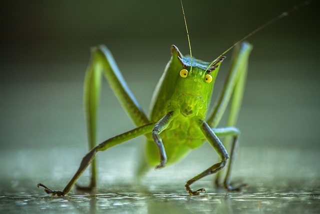cricket-insect-640x480-30605572.jpeg