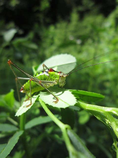 cricket-insect-640x480-47578647.jpeg