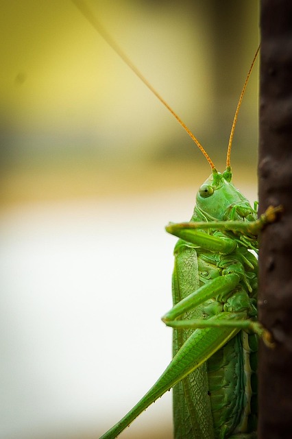 cricket-insect-640x480-64222822.jpeg