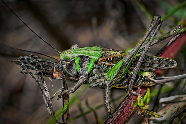 cricket-insect-640x480-65908278.jpeg