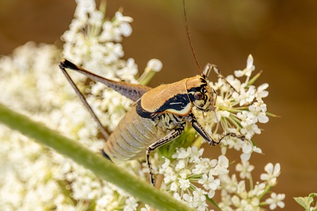 cricket-insect-640x480-73624417.jpeg