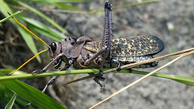 cricket-insect-640x480-81772455.jpeg