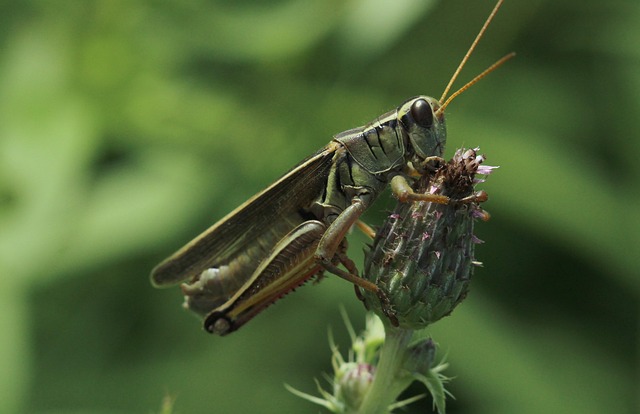 Professional Cricket Extermination: Eco-Friendly Control & Customized Infestation Solutions