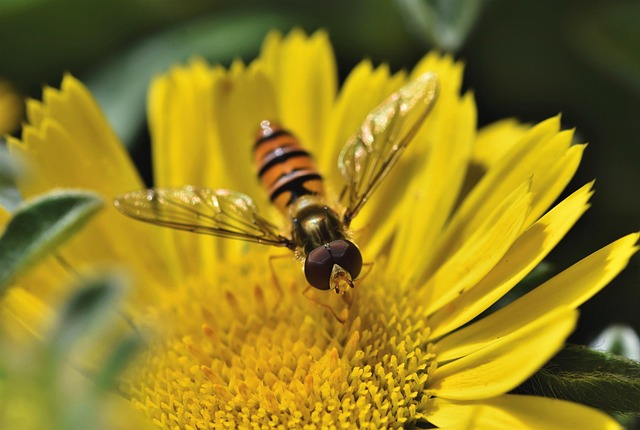 Elimination Strategies: Effective Fly Control from Professional to Eco-Friendly