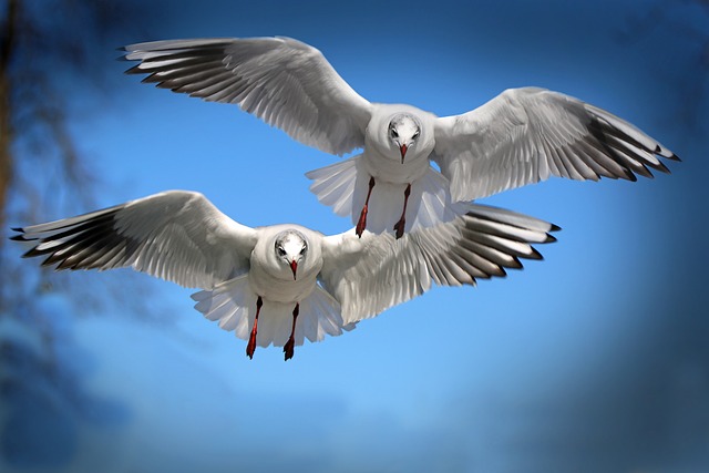 Expert Fly Extermination: Guaranteed Results for Commercial and Residential Spaces