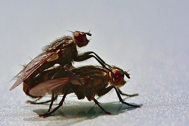 Targeted Fly Control: Effective Solutions for House, Fruit, & Drain Flies