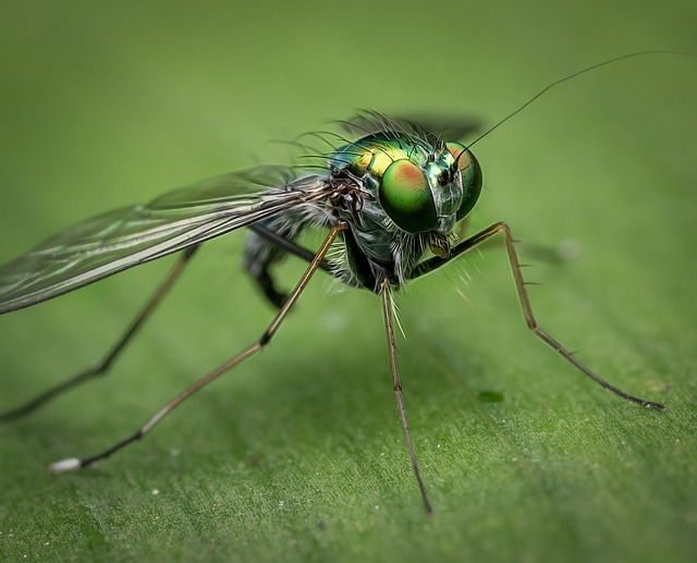 fly-flies-640x480-53758118.jpeg