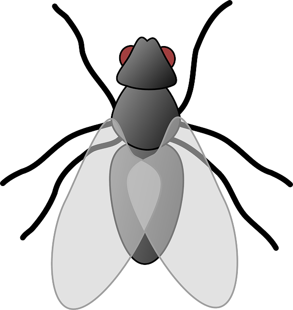 fly-flies-640x480-57504616.png