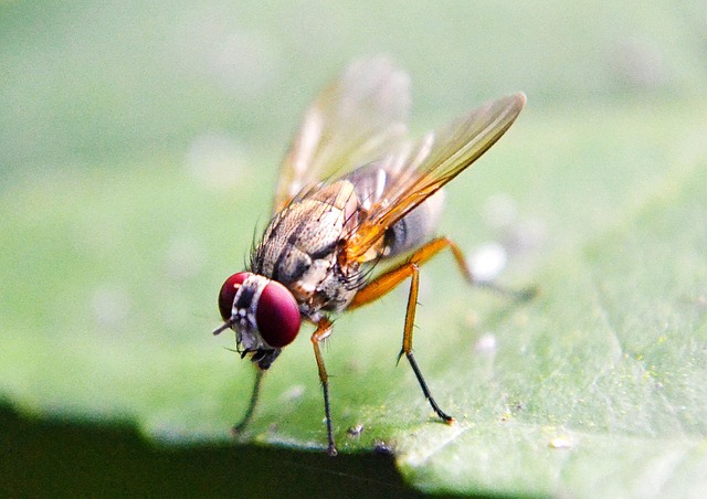 Year-Round Fly Control: Seasonal Programs for Effective, Eco-Friendly Prevention