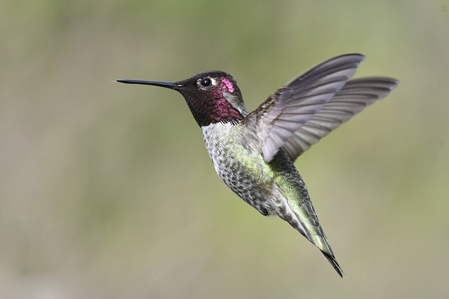 fly-flies-640x480-67161115.jpeg
