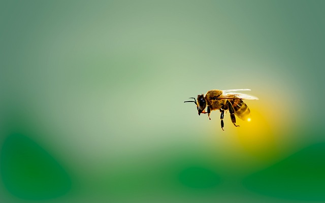 fly-flies-640x480-70893580.jpeg